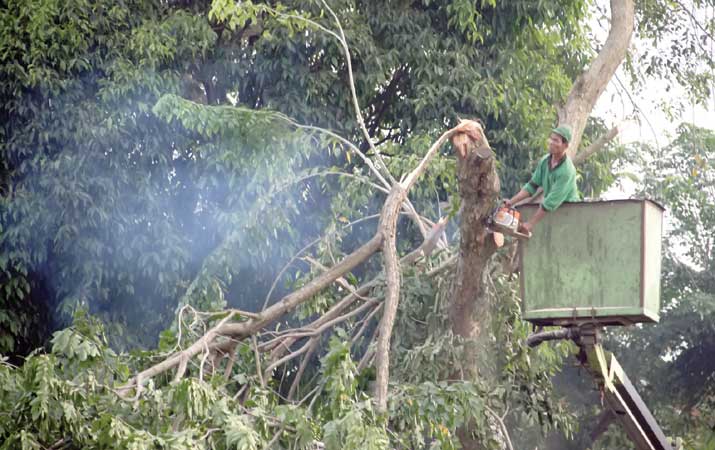 Operator chainsaw memotong pohon